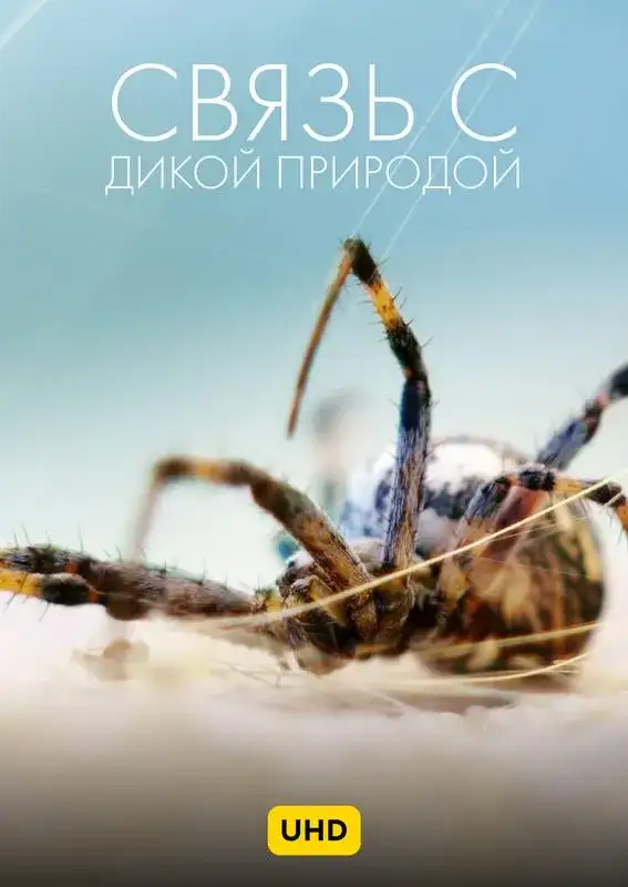 «Связь с дикой природой UHD» filmidan kadr