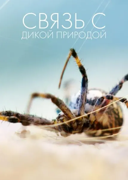 Связь с дикой природой